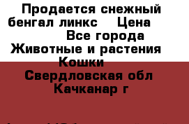 Продается снежный бенгал(линкс) › Цена ­ 25 000 - Все города Животные и растения » Кошки   . Свердловская обл.,Качканар г.